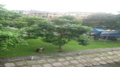 Loại cây "cực độc" đang được  trồng tràn lan ở TP.HCM