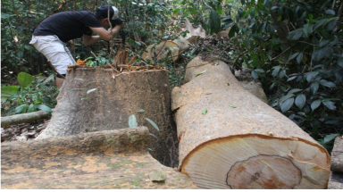Mất rừng nguyên sinh, thiên tai khó lường