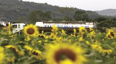 TH True Milk liên tục thua lỗ ngàn tỷ