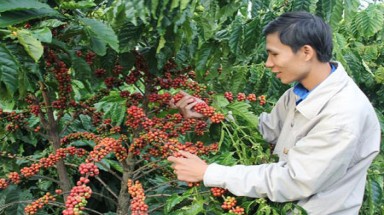Đắk Lắk: thời tiết ảnh hưởng đến cà phê