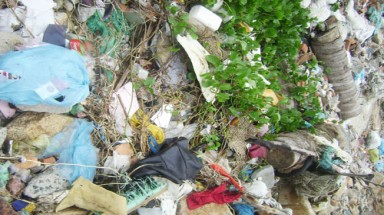  Vịnh Nha Trang bị ô nhiễm nghiêm trọng