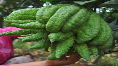  Làng phật thủ đất Hà Thành đón tết vui