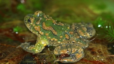  Hình hài "cậu ông trời" sắp biến mất của Việt Nam