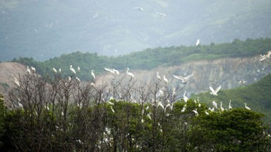  Chấp nhận nghèo để giữ chim trời