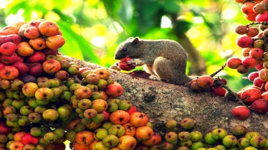 ”Báu vật” thiên nhiên của Việt Nam