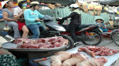 Lo ngại về hóa chất kích thích heo tăng trọng