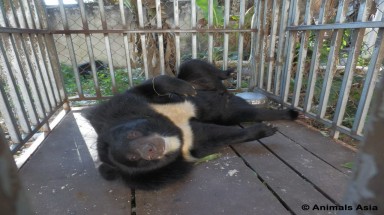   Cá thể gấu ngựa số 112 được cứu hộ về Trung tâm Cứu hộ Gấu Việt Nam
