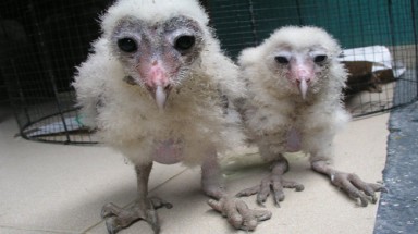  Phát hiện chim “lạ” ở Quảng Nam