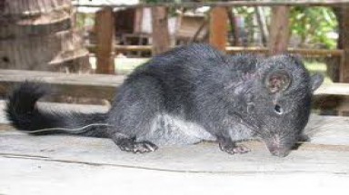  10 sự kiện môi trường nổi bật trong nước năm 2011