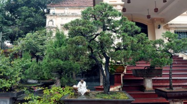 Những cây cảnh có giá bạc tỷ