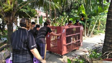 Tổ chức Động vật Châu Á cứu hộ thành công 6 cá thể gấu ở Bình Dương