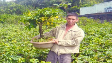 Hoa Tết: Trồng mà run!