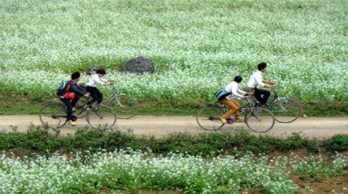 Thông Cuông mùa cải trắng