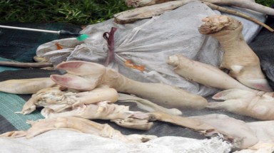 Bắt giữ hơn 23 tấn chân, đuôi, gân bò không rõ nguồn gốc