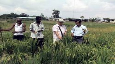 Chính sách hợp tác nông nghiệp với các nước châu Phi giai đoạn 2012-2020