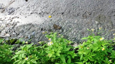  Ô nhiễm ở khu chợ lợn lớn nhất miền Bắc