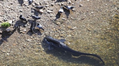 Kỳ lạ cá săn chim bồ câu