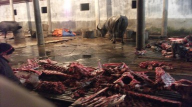  Bất cập hoạt động giết mổ gia súc tại thành phố Vinh