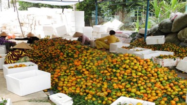 Bí quyết để quýt cho nhiều trái bán tết
