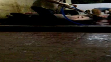 Bơm nước vào thịt bò để tăng trọng