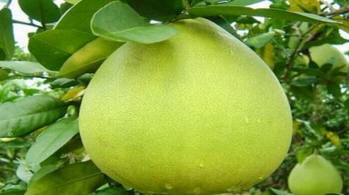 Bào chế dầu từ vỏ bưởi