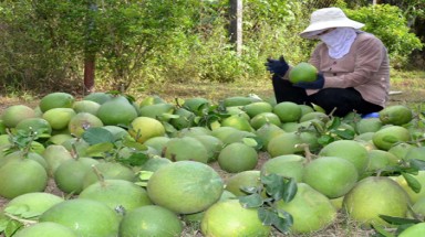 Vụ tranh chấp nhãn hiệu bưởi Tân Triều: Muôn sự từ... Cục Sở hữu trí tuệ