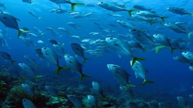  Liên Hiệp Quốc kêu gọi đầu tư thân thiện với các đại dương