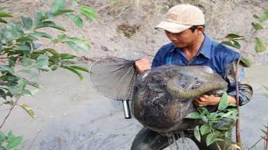 Cà Mau: Cá bống tượng rớt giá gần một nửa