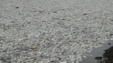  Bình Định: Cá chết trắng hồ "do dùng hóa chất quá liều"