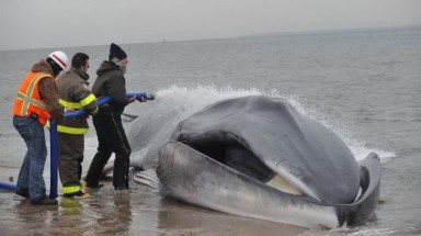  Cá voi hiếm dạt vào bờ biển New York