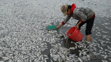 Bình Định: Hàng chục tấn cá chết trắng hồ Phú Hòa 