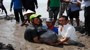    Hai con cá lớn dạt vào bờ biển Bạc Liêu