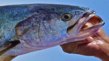  Loài cá gọi bạn tình ầm ỹ đến mức làm cá heo bị điếc