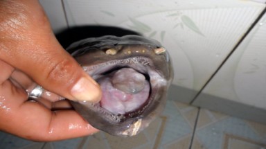 Nghệ An: Phát hiện cá “lạ”, thu phí người đến xem