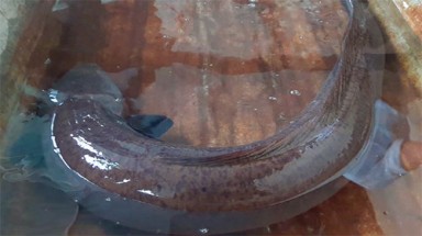 Người dân mua cá chình nặng 9kg phóng sinh