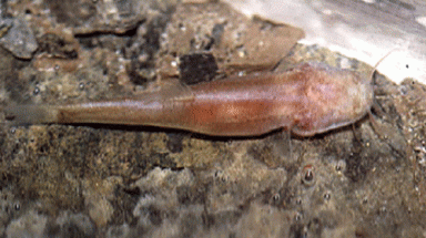  Phát hiện loài cá không có mắt và vảy ở Hạ Long