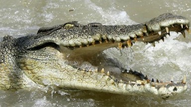    Tắm sông, bé 12 tuổi bị cá sấu ăn thịt!