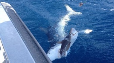  Cá mập đớp... cá mập