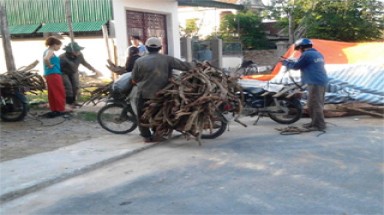 Hà Tĩnh:Đổ xô vào rừng săn cây chạc quẹch