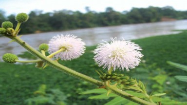 Ngăn chặn xâm lấn của cây mai dương - loài thực vật ngoại lai xâm hại nguy hiểm