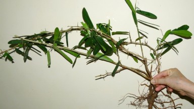 Khánh Hòa sốt giá cây xáo tam phân