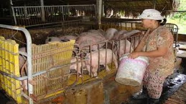 Đắk Lắk: cần sớm khắc phục ô nhiễm từ các trang trại chăn nuôi