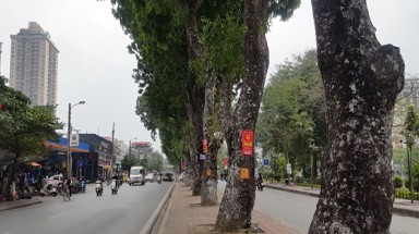 Hà Nội chặt, dịch chuyển hơn 400 cây xanh mở rộng đường Láng