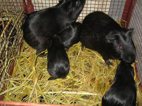     Cục chăn nuôi lên tiếng việc nuôi chồn nhung đen