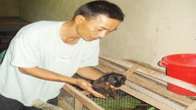  Đắk Lắk: Làm giàu từ chồn nhung đen