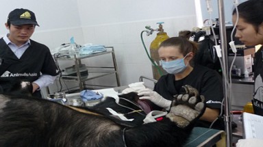  Vĩnh Phúc: Cứu hộ 14 con gấu