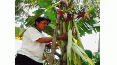 Cây chuối trổ 11 bắp hoa