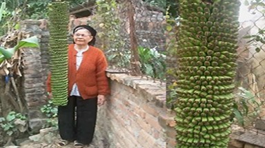 Bắc Ninh - chuối trổ 200 nải
