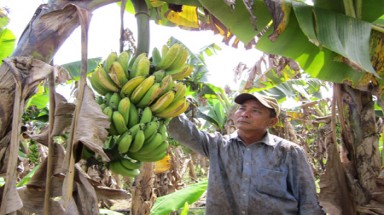     Quảng Ngãi: Người trồng chuối điêu đứng vì tin đồn