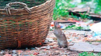     TP. Hồ Chí Minh sẽ hoàn tất diệt chuột trước 31/12  